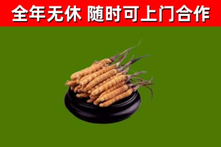 营口市烟酒回收冬虫夏草.jpg